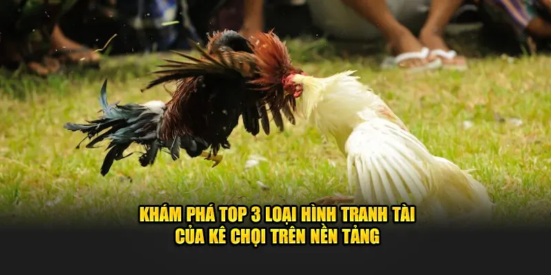 Khám phá top 3 loại hình tranh tài của kê chọi trên nền tảng